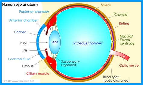 Human Eye: Anatomy, Structure and Function