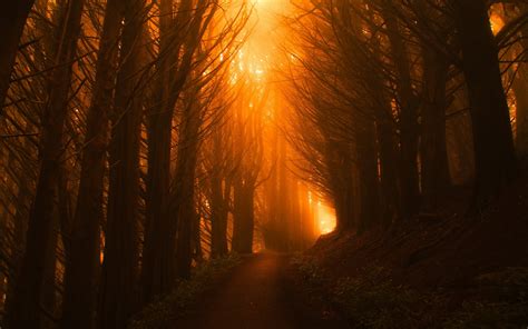 Sunlight Path Dark Beautiful Nature Trees Wallpaper,HD Nature ...