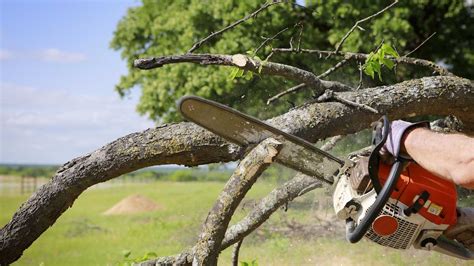 Tree Trimming And Pruning Tips - Electric Chainsaw World