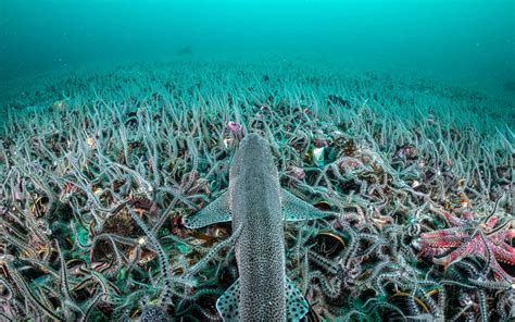 A changing habitat for the California sea lion - Oceanographic ...