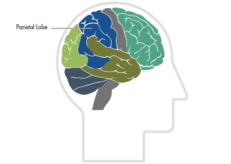 Parietal Lobes | Centre for Neuro Skills