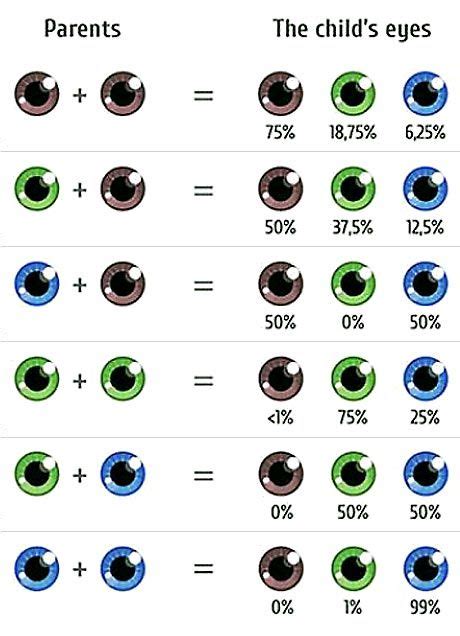 genetic inheritance eye color brown blue green vector image ...