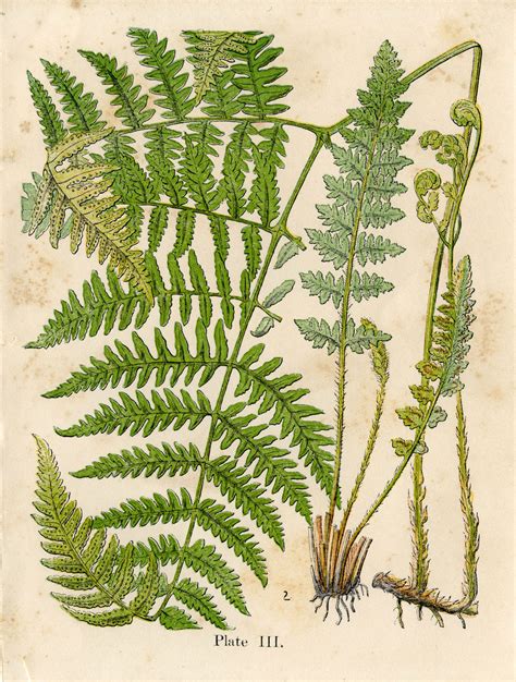 6 Fern Pictures - Vintage Botanicals! - The Graphics Fairy