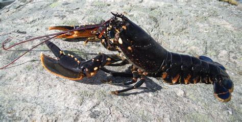 Homarus gammarus - Alchetron, The Free Social Encyclopedia