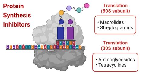 Protein Synthesis Inhibitors- Definition, Examples, Inhibition, Resistance