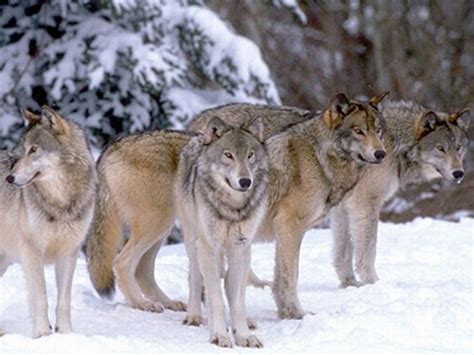 Wolf Pack Hierarchy - Facts about the Wolf Social Structure