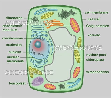 Chromosomes In A Plant Cell Model