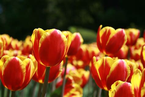 Tulip Flower Close up Royalty Free Photo