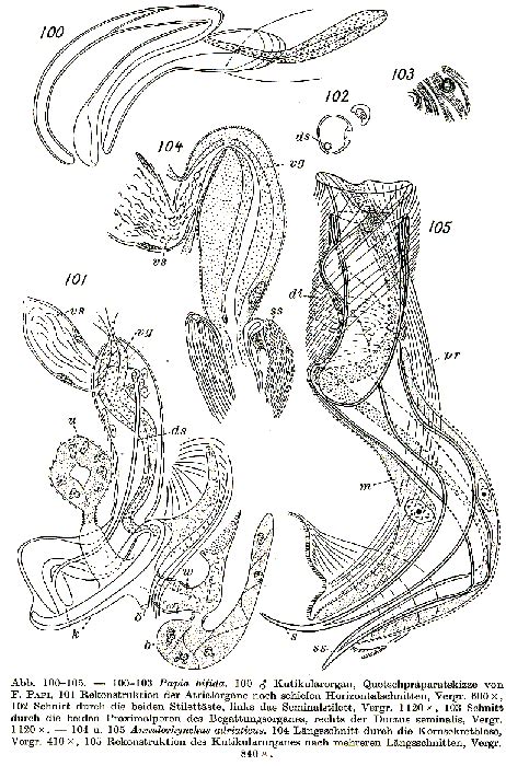 WoRMS - World Register of Marine Species