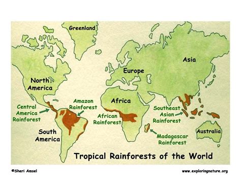 Rainforests of the World Index -- Exploring Nature Educational Resource ...