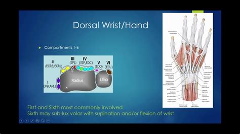 Dorsal Hand Ligaments