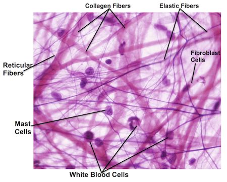 Areolar Connective Tissue Diagram