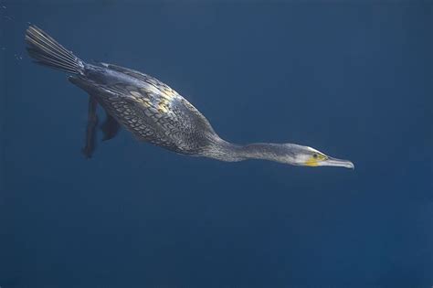 Cormorant Diving | Pet birds, I like birds, Wildlife photography