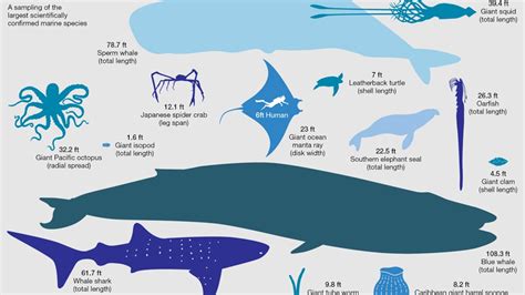 Colossal Squid Vs Sperm Whale