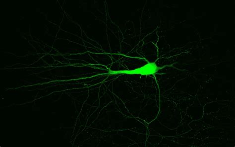 Neuron Wallpapers - Wallpaper Cave