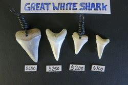 Great White Pointer Shark Tooth - CURIOS - Teeth - The Leather Shop ...