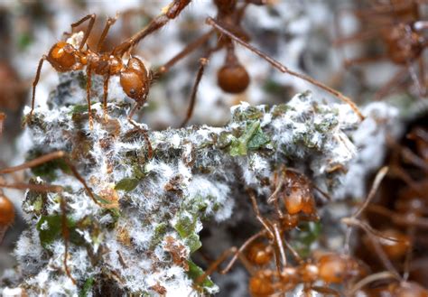 Could Ants Teach the Biofuel Industry a Thing or Two? | KQED