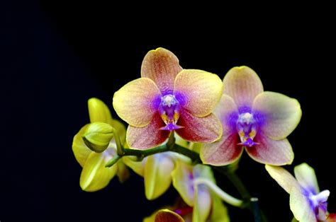 Singing Orchid Discovered in the Amazon Rainforest - Cool Earth