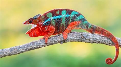 17 Best Pet Chameleons: Types of Chameleon Species - Everything ...