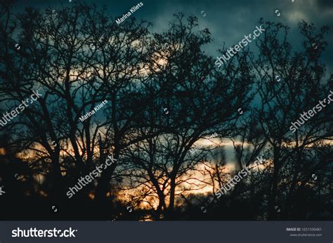 Tree Branch Silhouette On Sunset Background Stock Photo 1651590481 ...