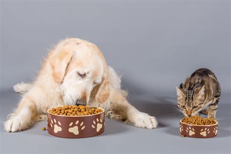 Can Dogs Eat Cat Food?