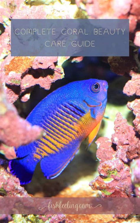 Coral Beauty Angelfish Care Guide: Lifespan, Tank Mates, Breeding ...