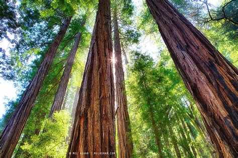 Muir Woods Redwood Trees | Redwood tree, Muir woods national monument ...