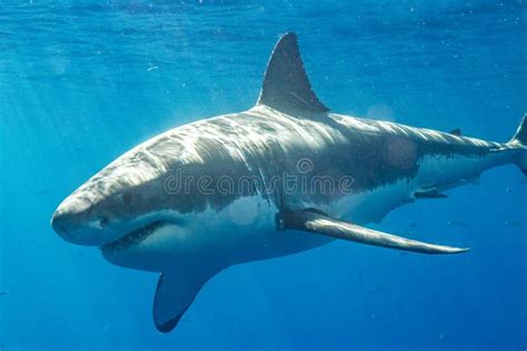 Cage Diving with Great White Sharks in Mexico Stock Photo - Image of ...