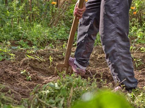 Spading fork, a sturdy tool for down-to-earth gardeners