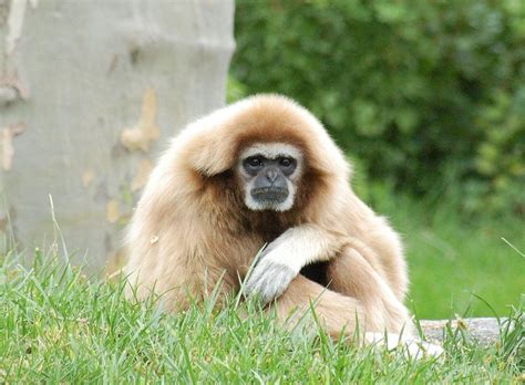 White Handed Gibbon Habitat, Facts, Behavior, Diet