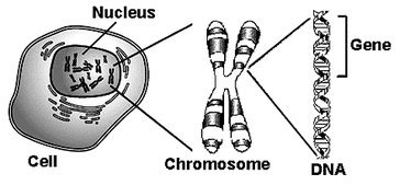 Chromosomes, DNA - Biology Notes for IGCSE 2014