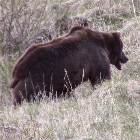 Alaska Brown Bear Hunting - Guided Bear Hunts on the Alaska Peninsula