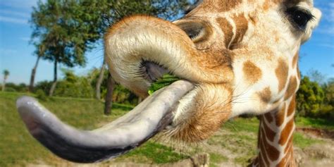 Giraffe Tongue: Learn About Nature's Weirdest Tongue! ️