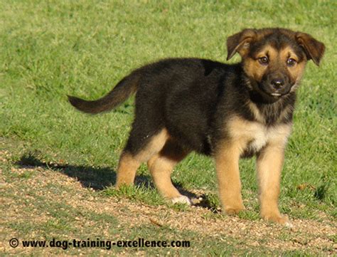 German Shepherd Puppy Training Guide