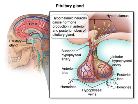 Pituitary Gland Tumor - Endocrine Surgery | UCLA Health