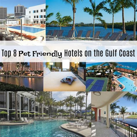 Pet friendly hotels on the Gulf Coast | Pet friendly hotels, Pet ...