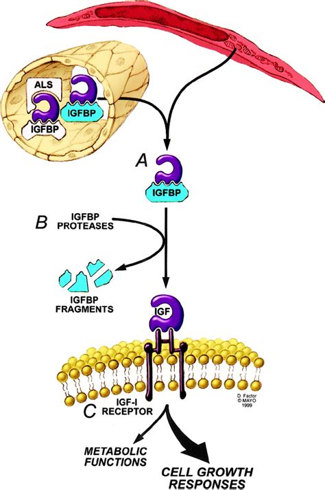 The Insulin-Like Growth Factor Axis | Circulation Research