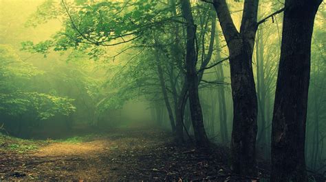 Creepy Forest Wallpaper - WallpaperSafari