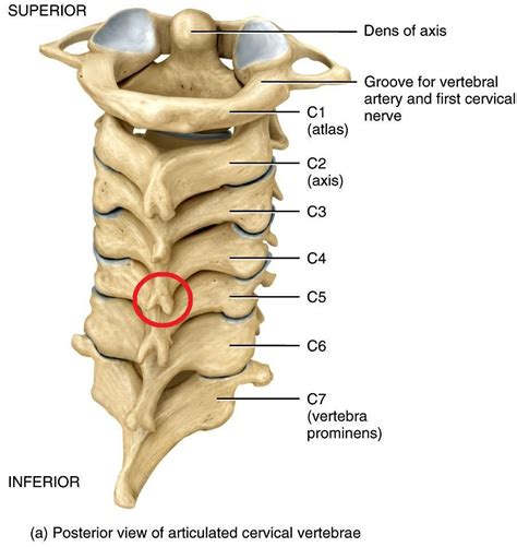 What are first seven vertebrae of the spinal column called? | Socratic