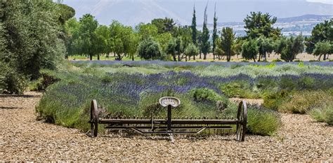 Lavender Field Free Stock Photo - Public Domain Pictures