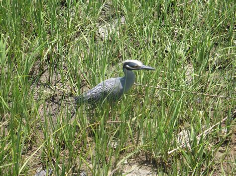 Picture 028 | A bird in the marshy area outside of Fleet Lan… | Flickr