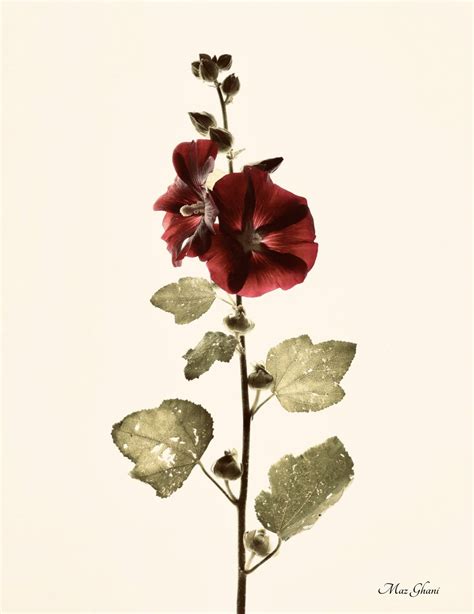 Alcea Botanical Photo Art Print – MazGhani.com