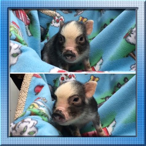 Mini Teacup Pigs For Sale | Mini Teacup Pig Adoption — Squeals on Wheels