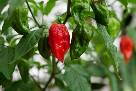 Ghost Pepper Plant: How to Grow Ghost Peppers Outside in Pots