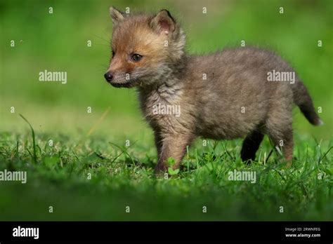 Red fox cubs Stock Photo - Alamy