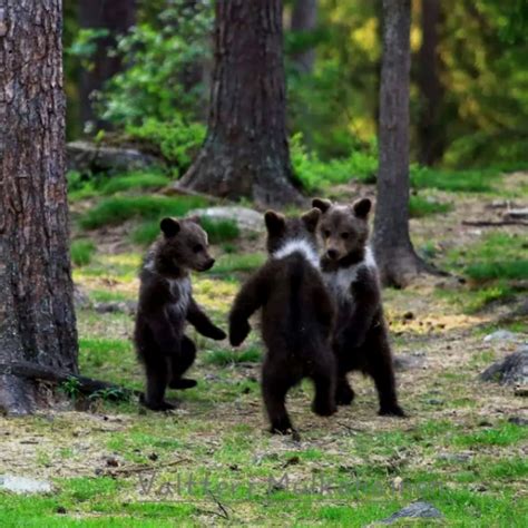 Finland’s forest where a teacher took photos of baby bears dancing ...