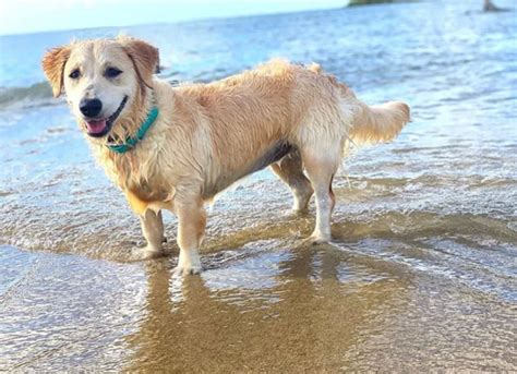 Golden Retriever Corgi Mixed Dog Breed Pictures, Characteristics, & Facts