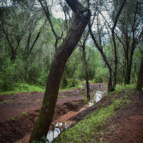 Menagesha Suba Forest, Oromia Region: Horror Story, History ...