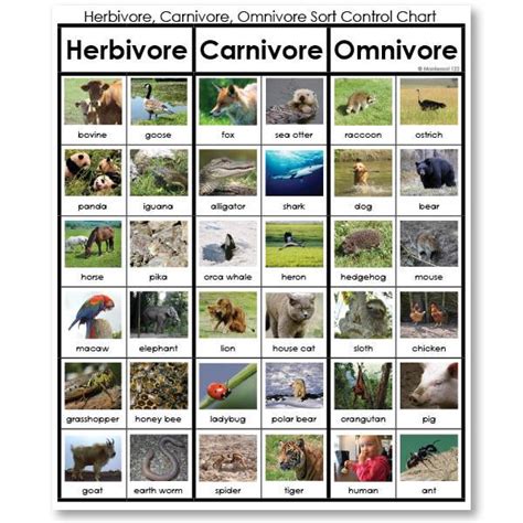 Herbivore, Carnivore or Omnivore Sorting Cards | Montessori123 ...