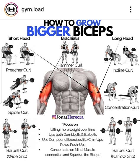 Build Bigger Biceps With These Powerful Gym Exercises – Fitre vive pro